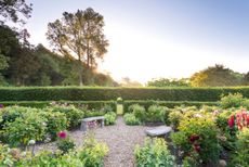 The beds in the gravelled cutting garden are edged with Rosa ‘Jacques Cartier’. Knoyle Place, the Wiltshire home of the Comtesse de La Morinière. ©Mimi Connolly