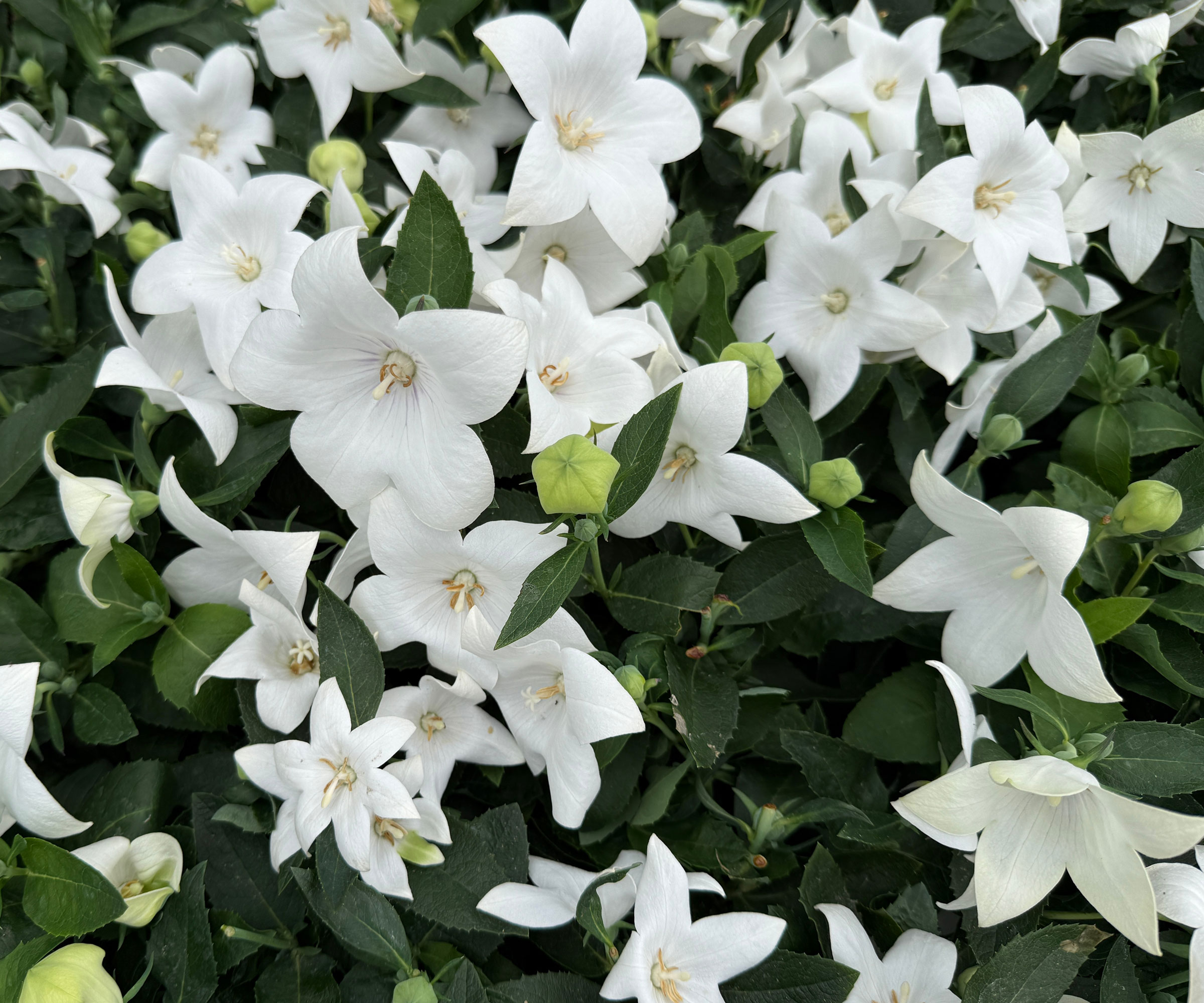 balloon flower plant with white blooms