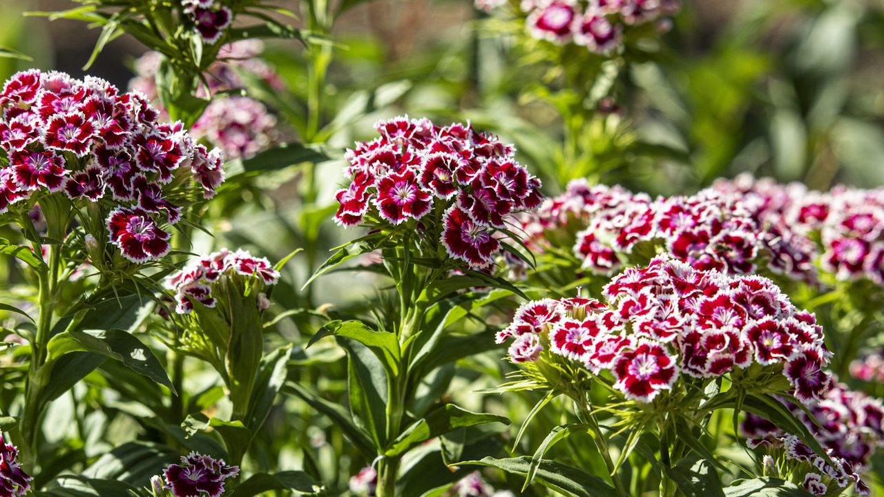 How to grow sweet William