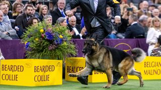 German shepherd dog being shown