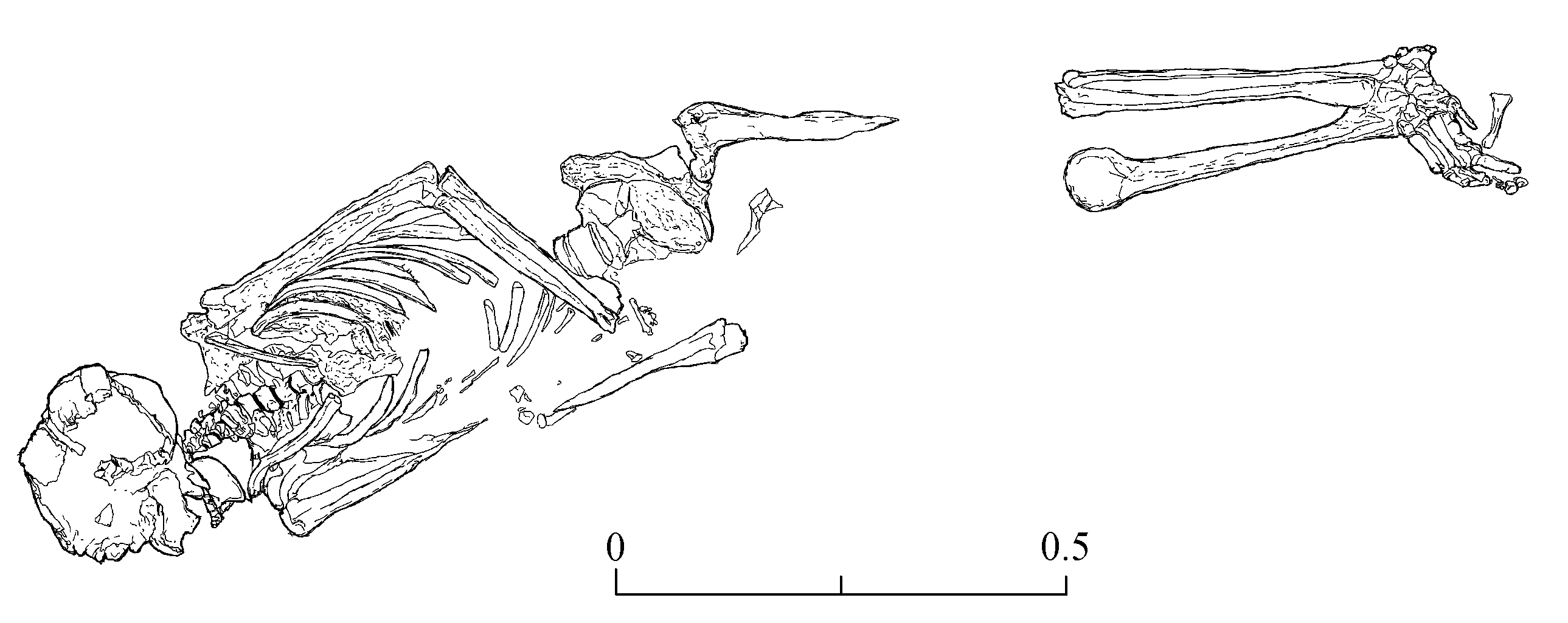 a diagram showing the position of a skeleton in a grave
