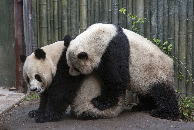 panda mating