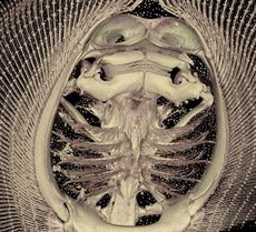CT scan of the freshwater stingray <em>Potamotrygon motoro</em> from the Amazon Basin. 