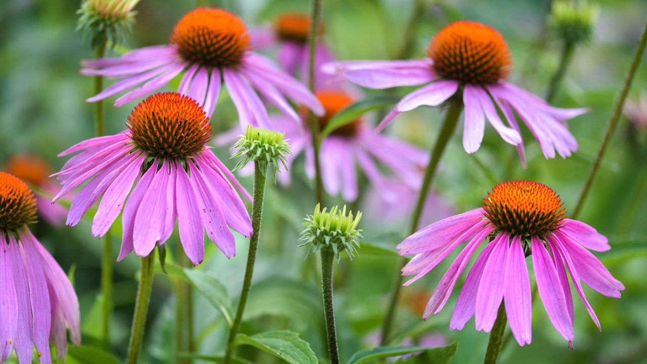 Echinacea flowers Echinacea purpurea in the garden