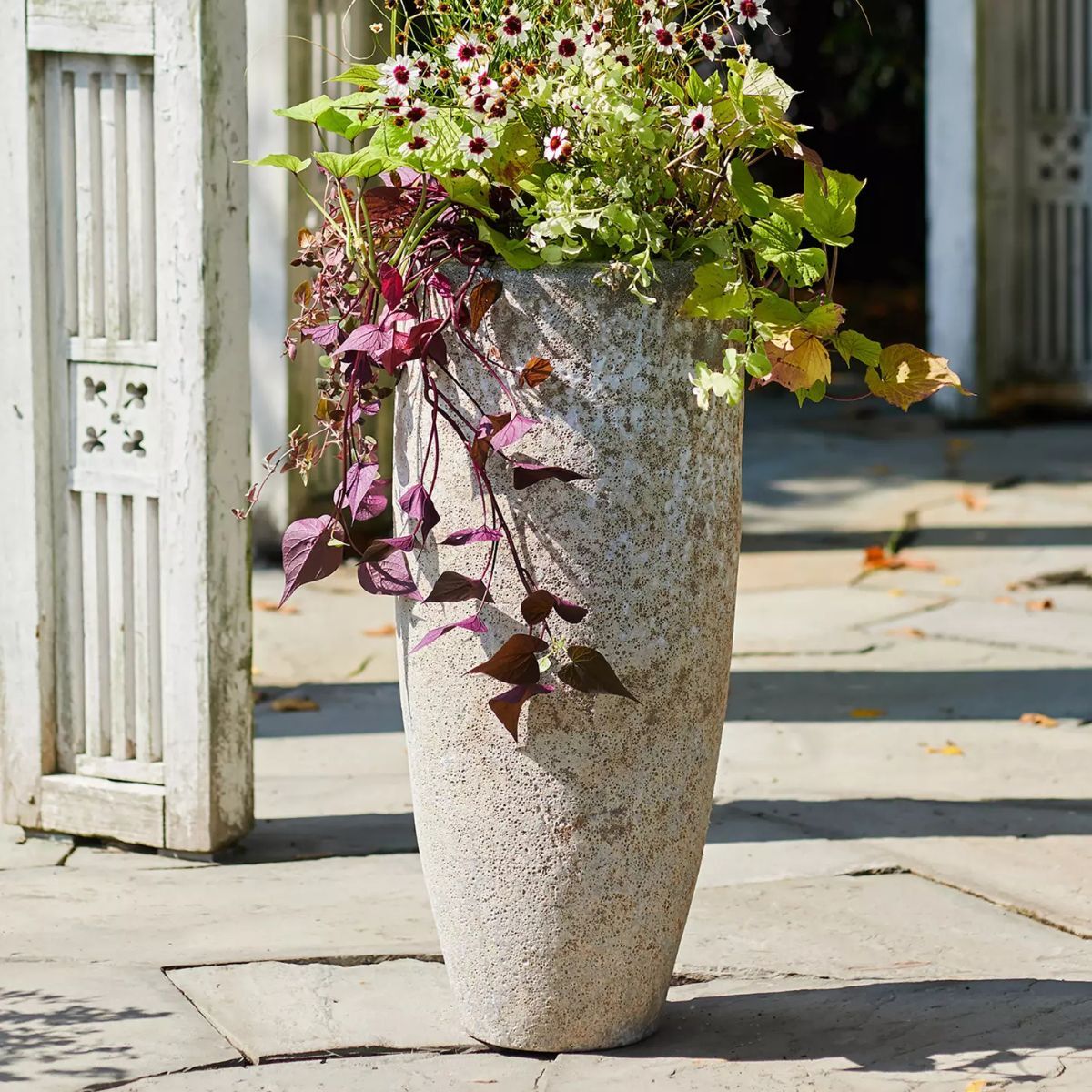 Tall pot with trailing plants