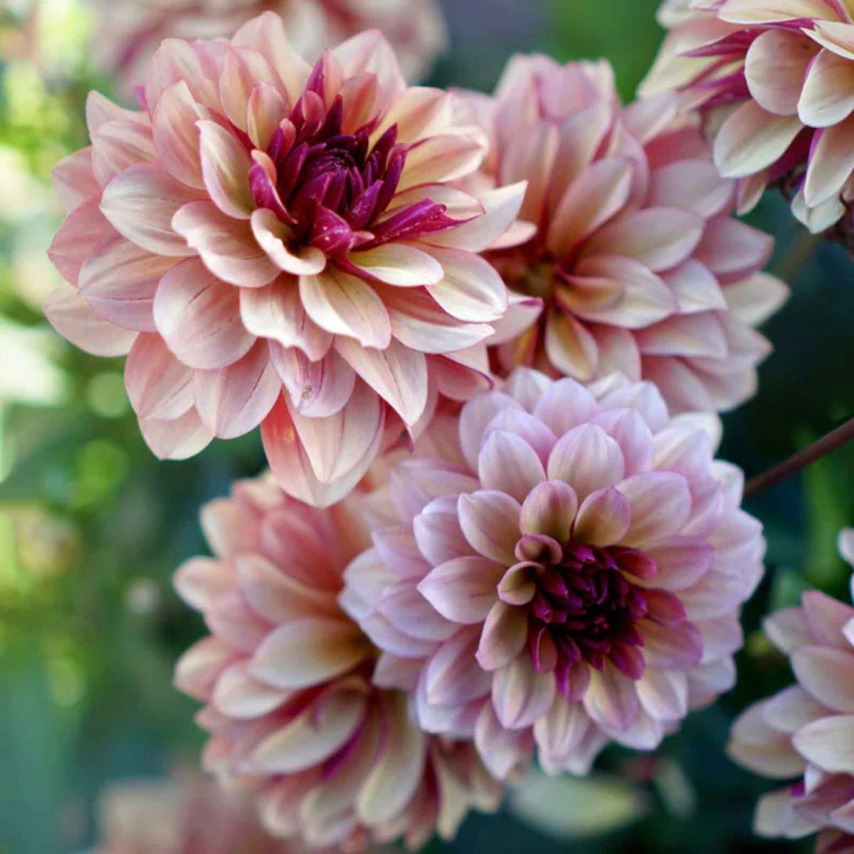 Dahlia
