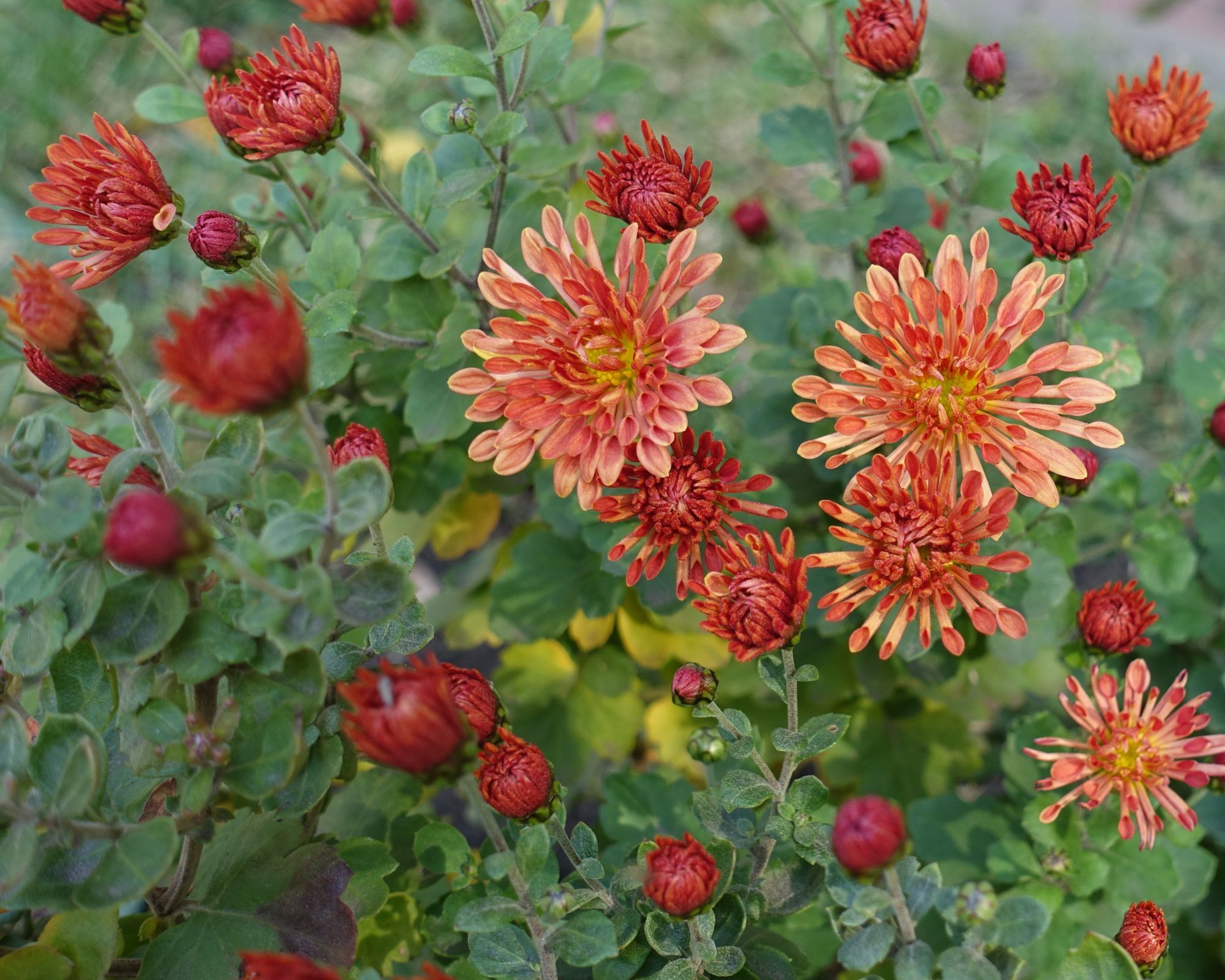 Orange chrysanthemums