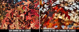 Comparing how colorful fall leaves look with the sun in front of them and behind them