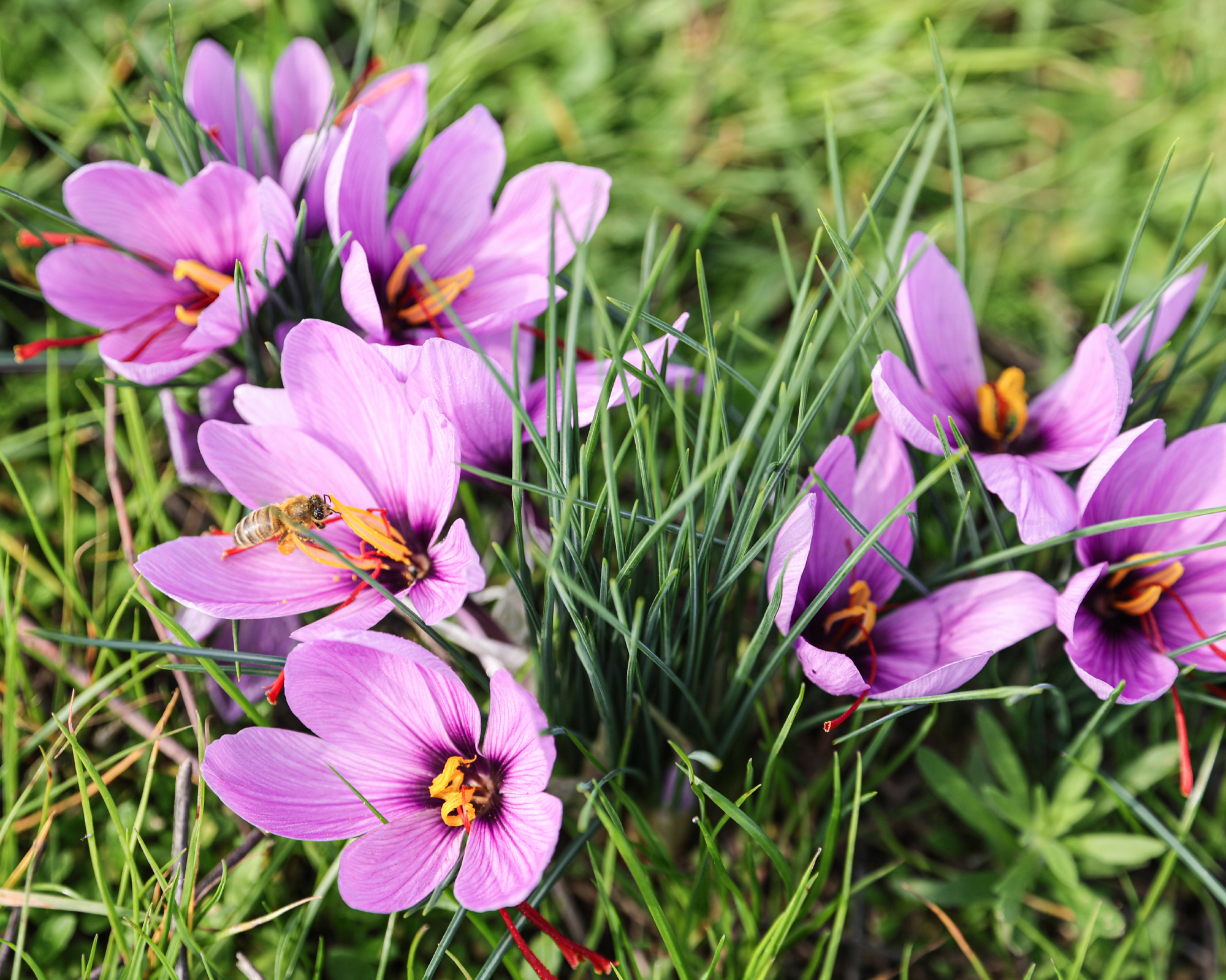 Green field, purple saffron crocus, and a bee.