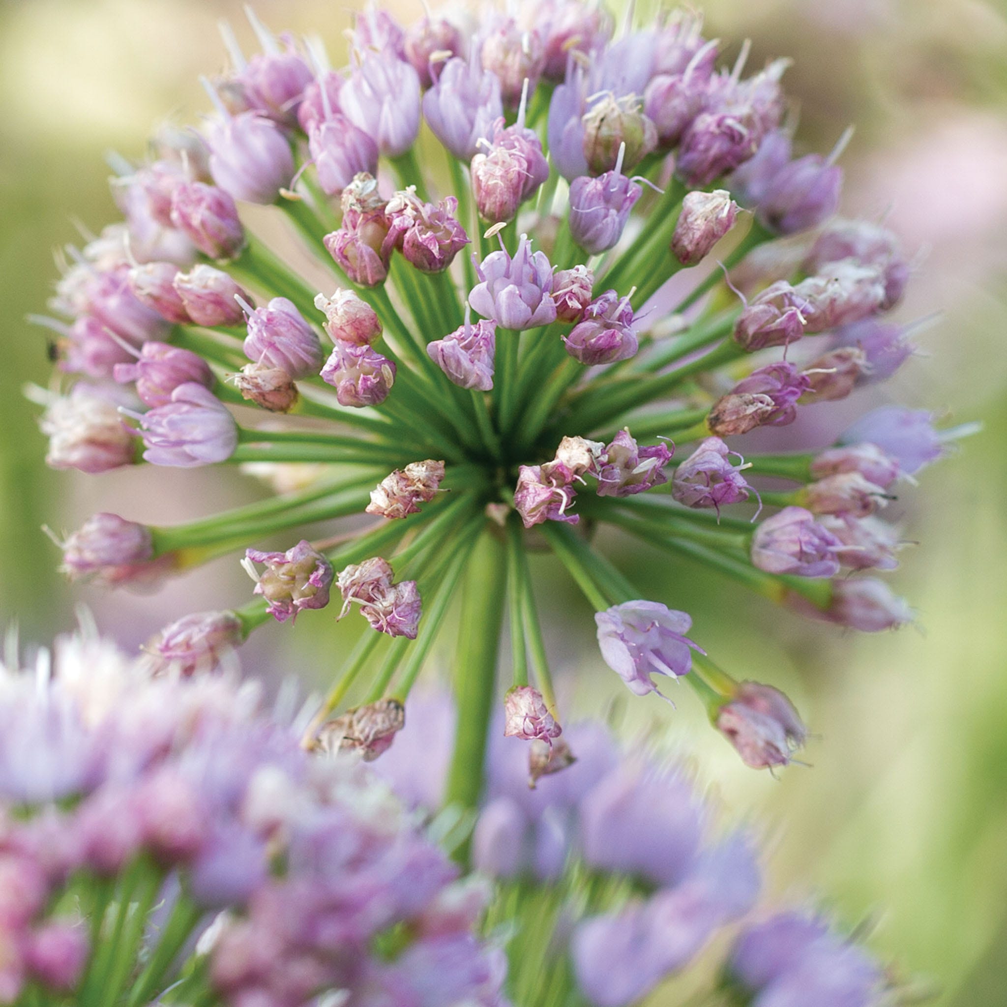 In Orbit Ppaf Allium Plant