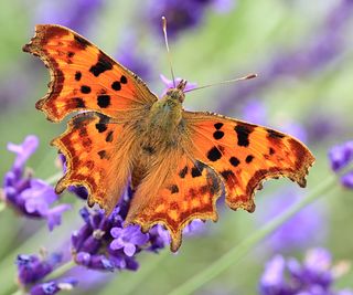 comma butterfly on lavender flowers