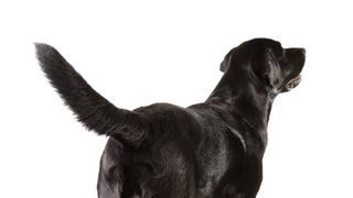 black lab wagging tail