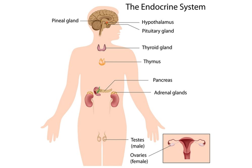 Endocrine System Fun Facts  