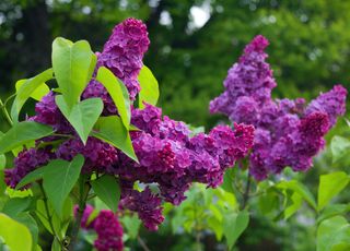 close up of lilac bush