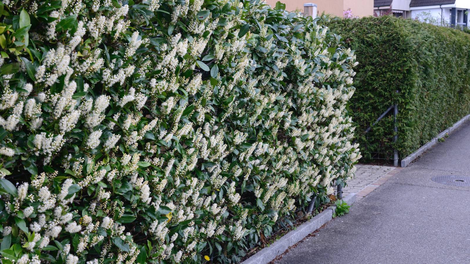 Cherry laurel hedge with lots of white flowers