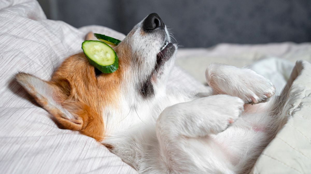 Cute corgi asleep in bed with cucumber slices on eyes