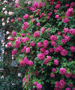 pink shrub rose