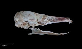 This view of the rat's skull reveals its lack of teeth.
