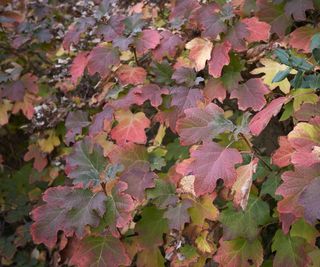 Oakleaf hydrangea with red and yellow foliage in the fall