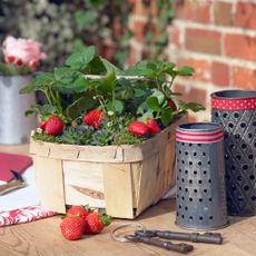 A container with a strawberry plant and fruit