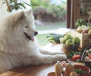 A large white fluffy dog on a kitchen counter staring at some fresh produce