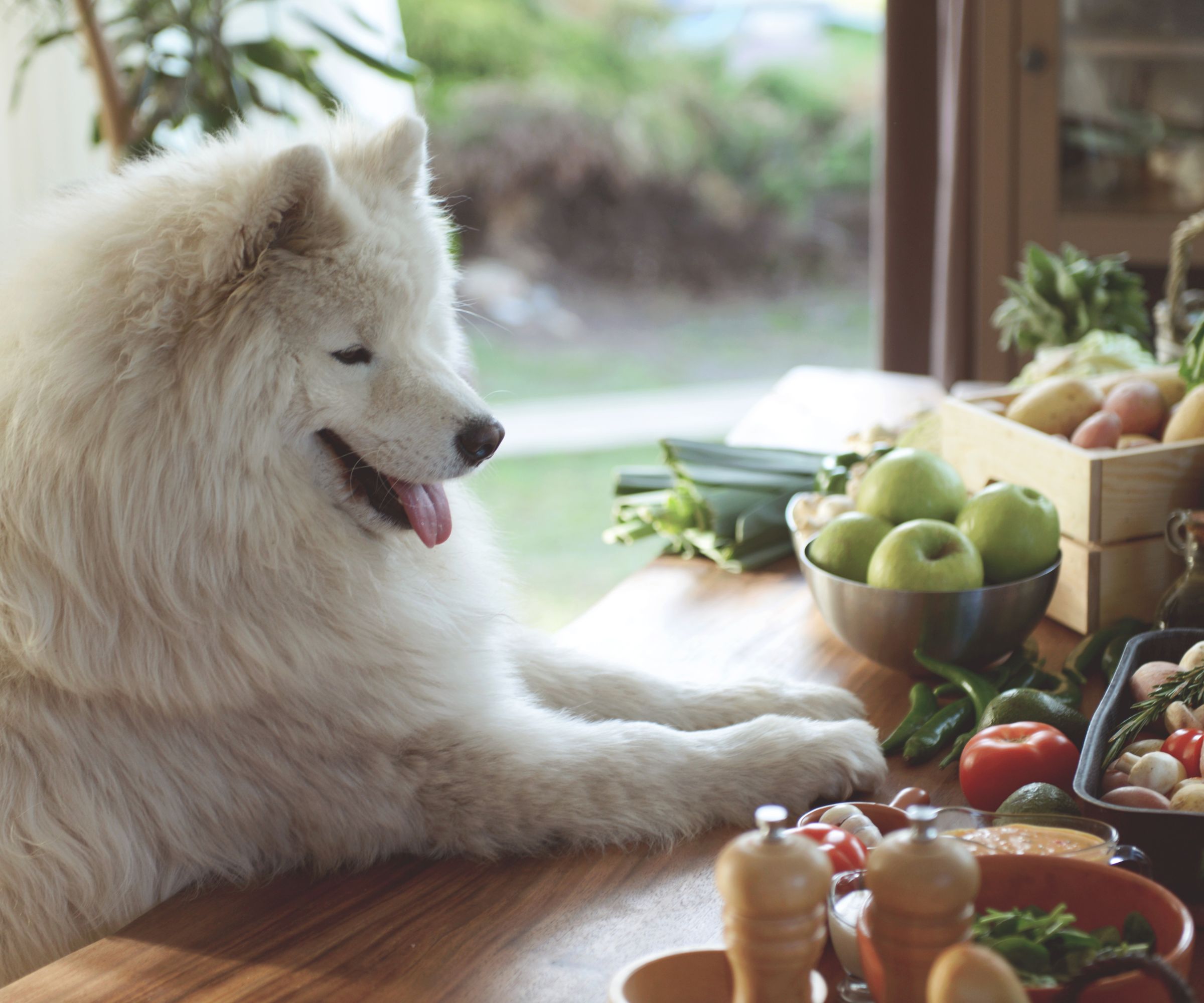 How to keep pets off counters: expert tips for dogs and cats