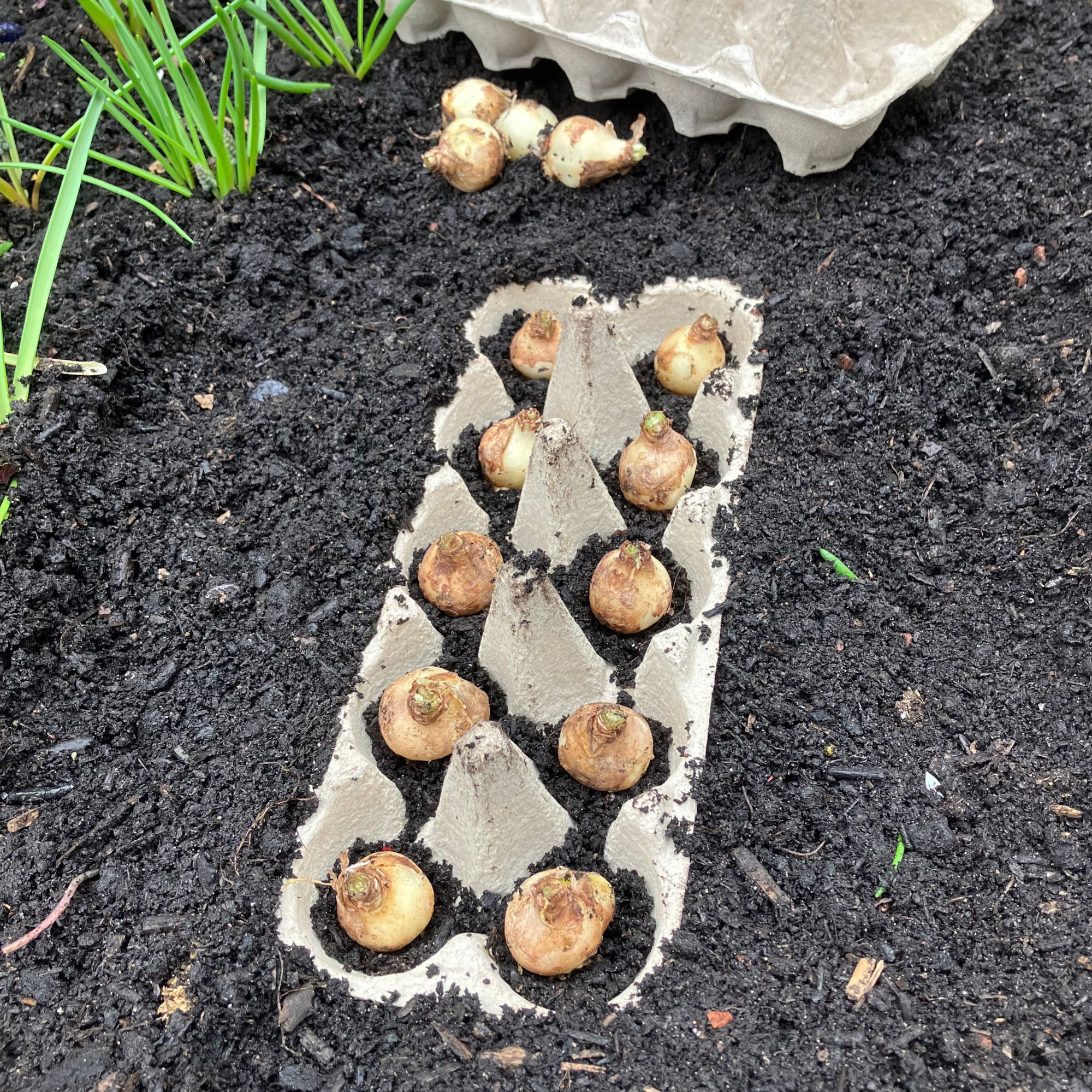 recycling egg cartons to plant onions in the garden