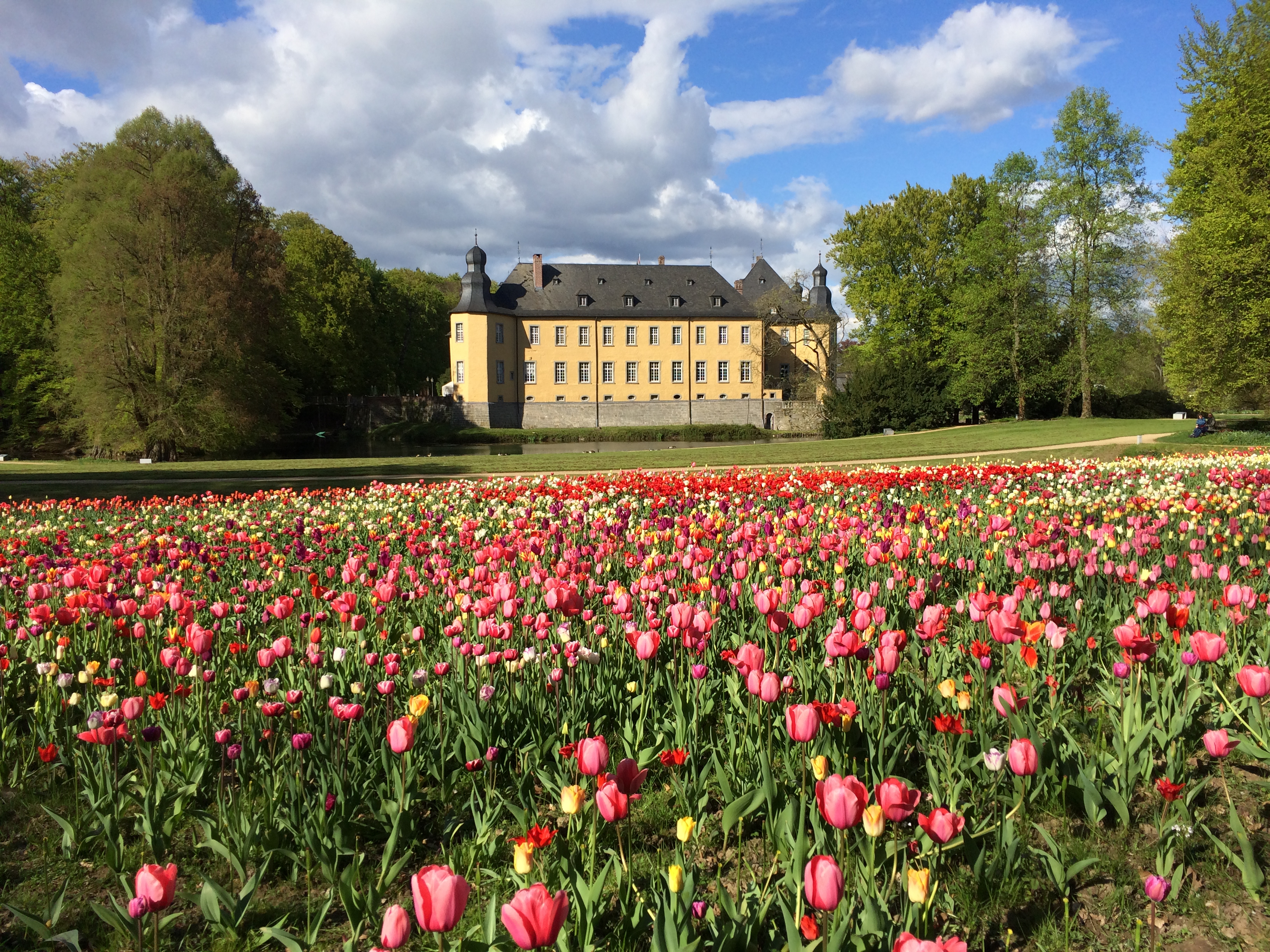 House and garden