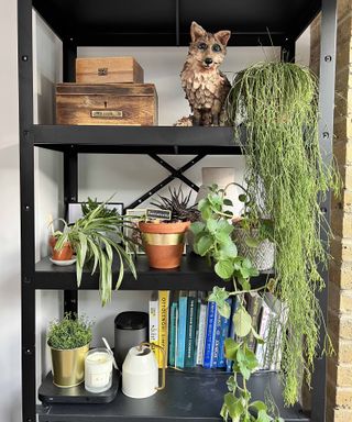 black shelves with plants and plant pot