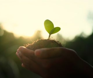 Soil in hands