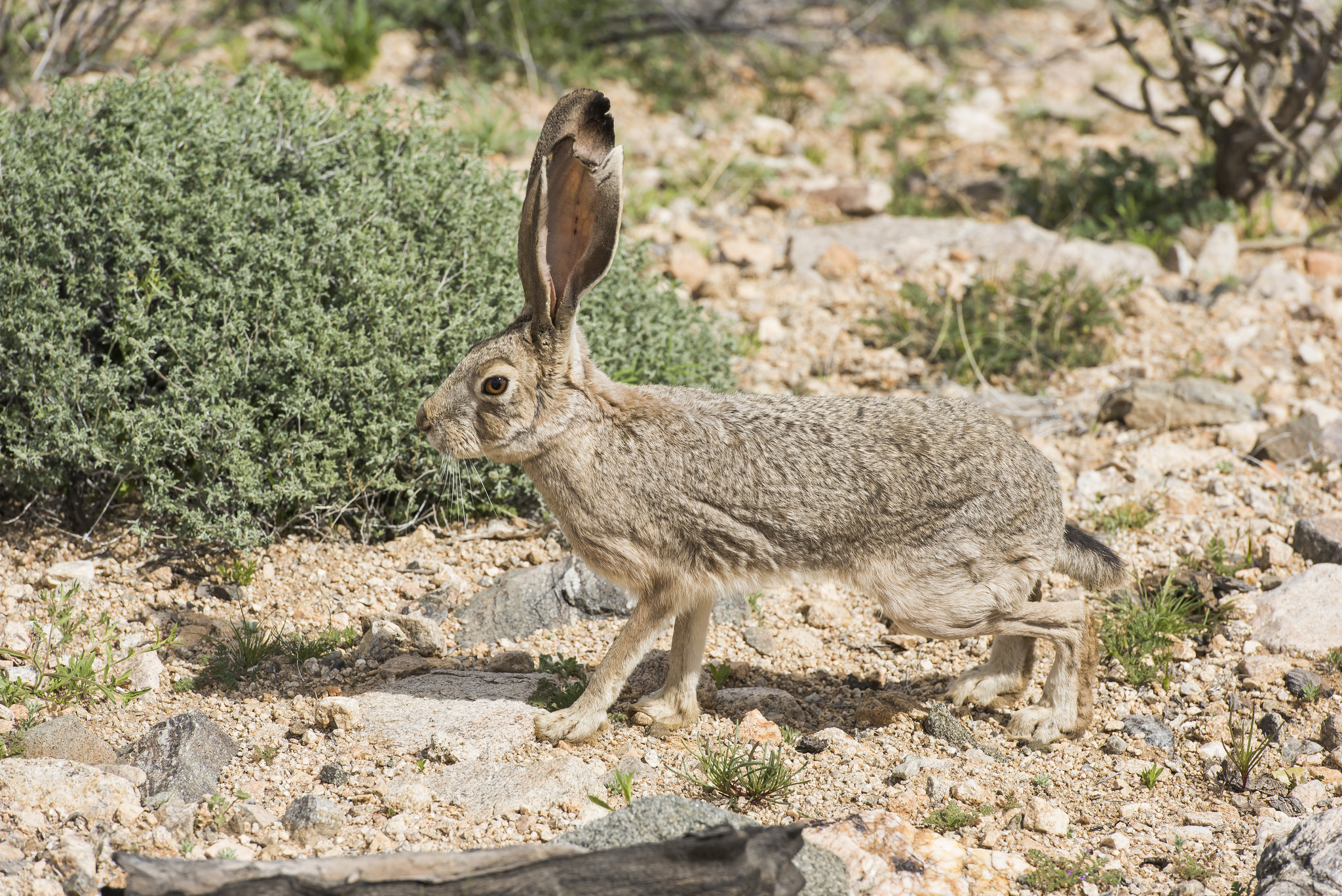 Photos: Black-Tailed Jackrabbits, the Curious Creatures of the American ...