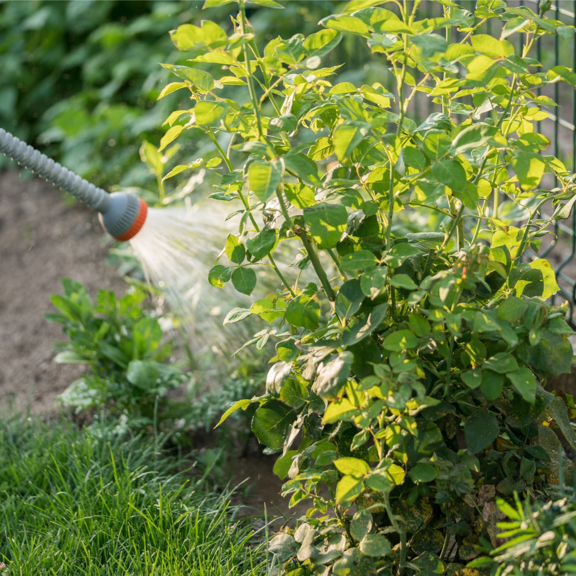 Watering shrub in garden