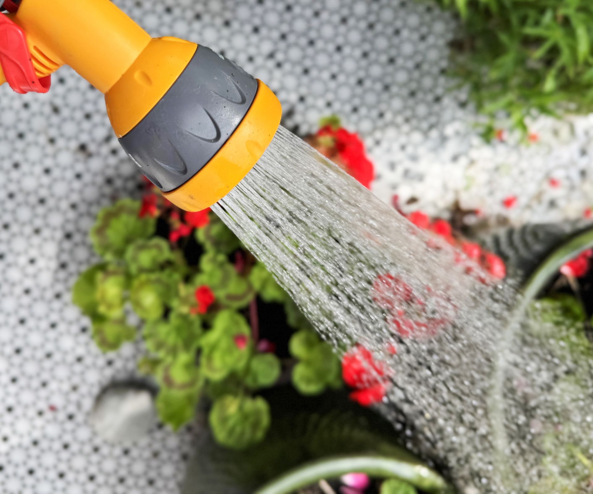 Close-up view of ceramic flower pots planted with red and pink pelargoniums on a white tiled floor, being watered by a spray from a garden hosepipe.