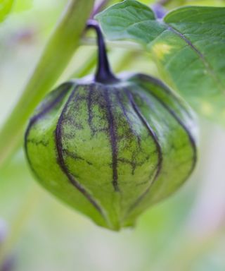 A tomatillo growing on a plant