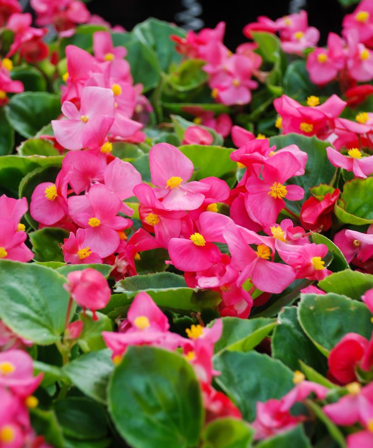 Best patio plants 11 stunning options for paved spaces Homes & Gardens