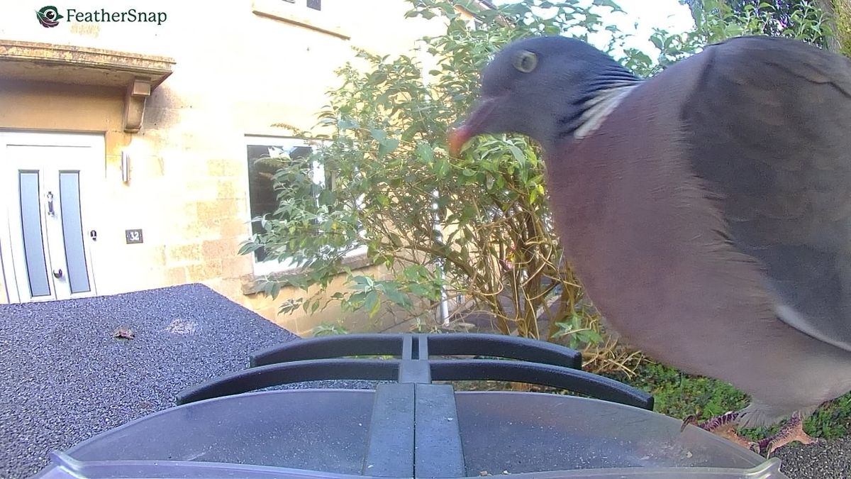 Sample images from the FeatherSnap Scout bird feeder