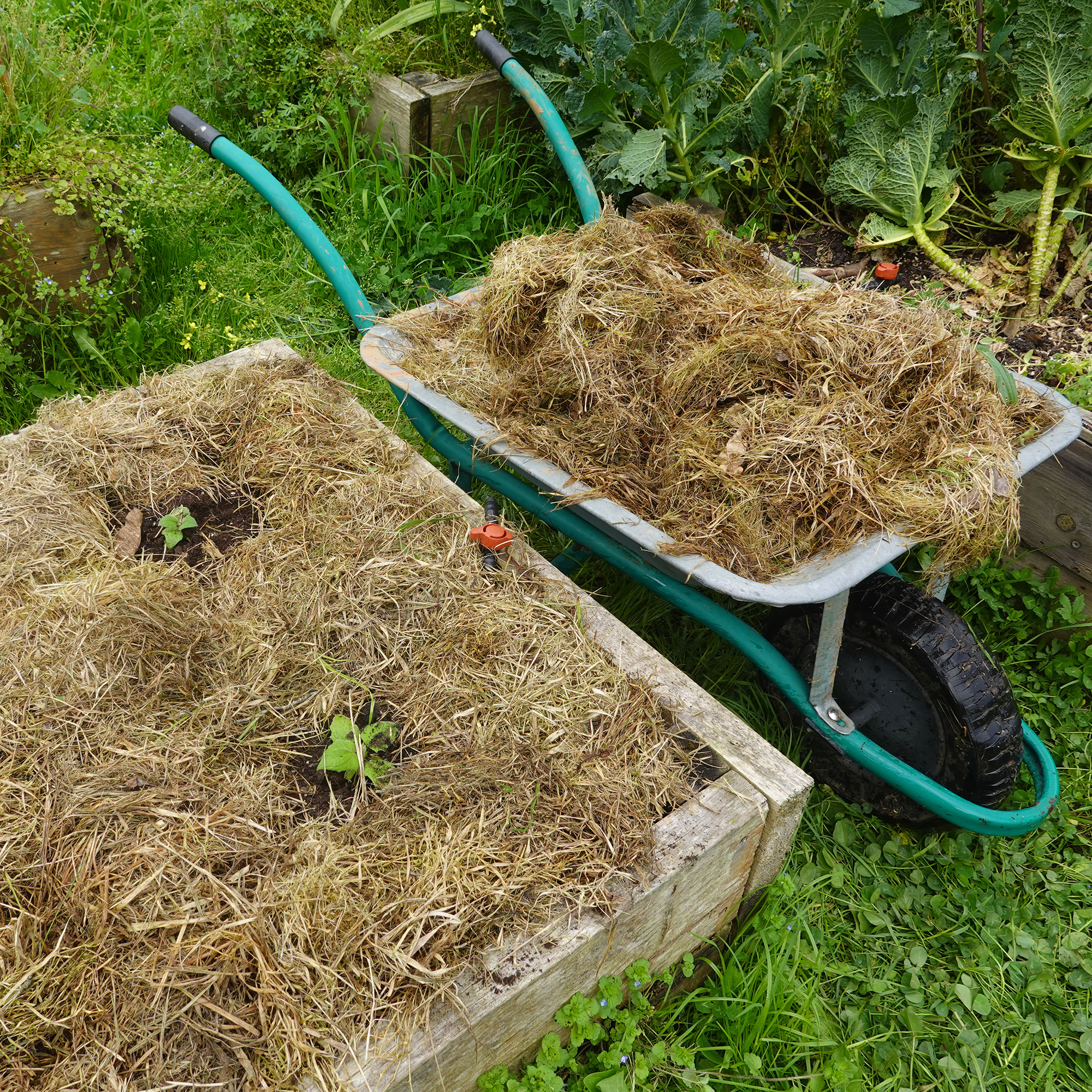 Raised beds filled with dry grass mulch, next to a wheelbarrow filled with dried grass clippings