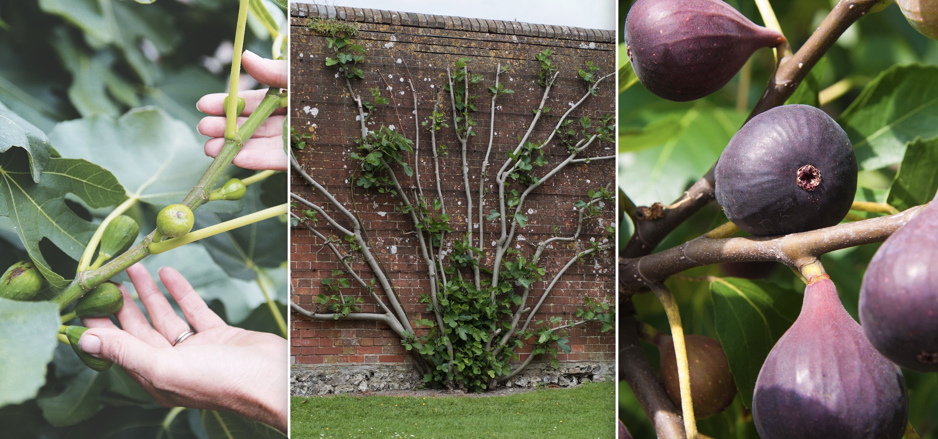 Fig Tree Fruit Before Leaves