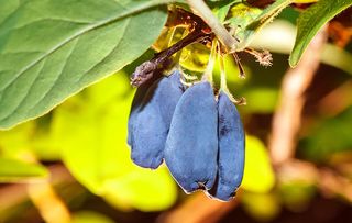 Organic blue berries of a honeysuckle on a branch with leaves. Summer or vegetarian background, nature concept. Closeup of ripe and juicy honeysuckle