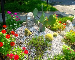 drought-tolerant plants in gravel