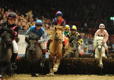 Shetland-grand-national-Love-Olympia.jpg