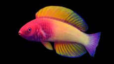 The male rose-veiled fairy wrasse (Cirrhilabrus finifenmaa) displaying its rainbow hues.