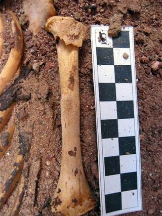 bones from toddler discovered in ancient egypt cemetery