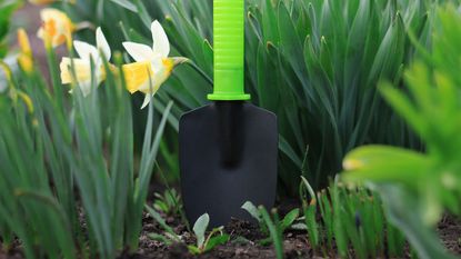 small garden trowel among daffodils