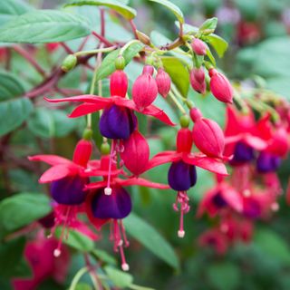 A close-up of pink and purple fuchsia flowers