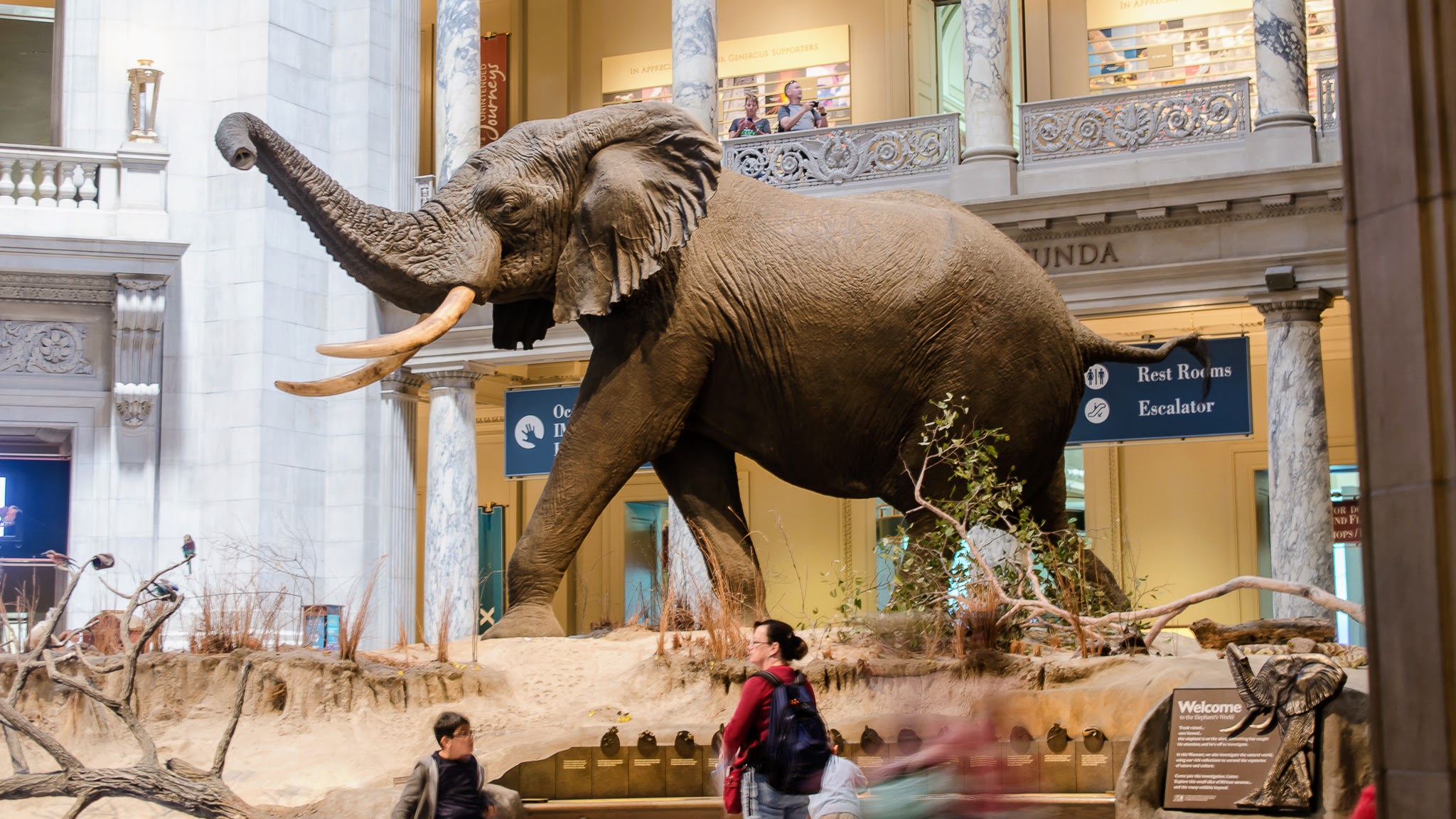 فيل في متحف سميثسونيان للتاريخ الطبيعي