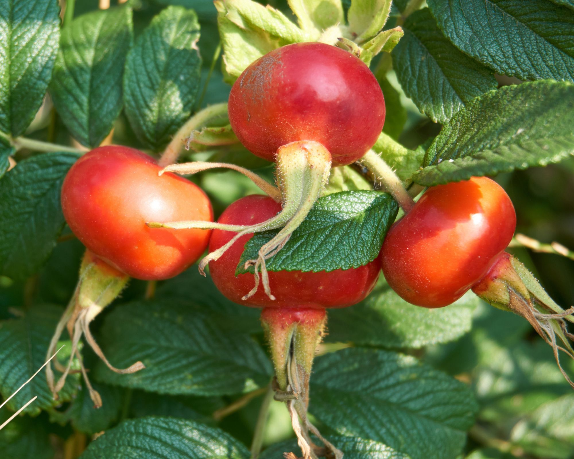 Large rosehips