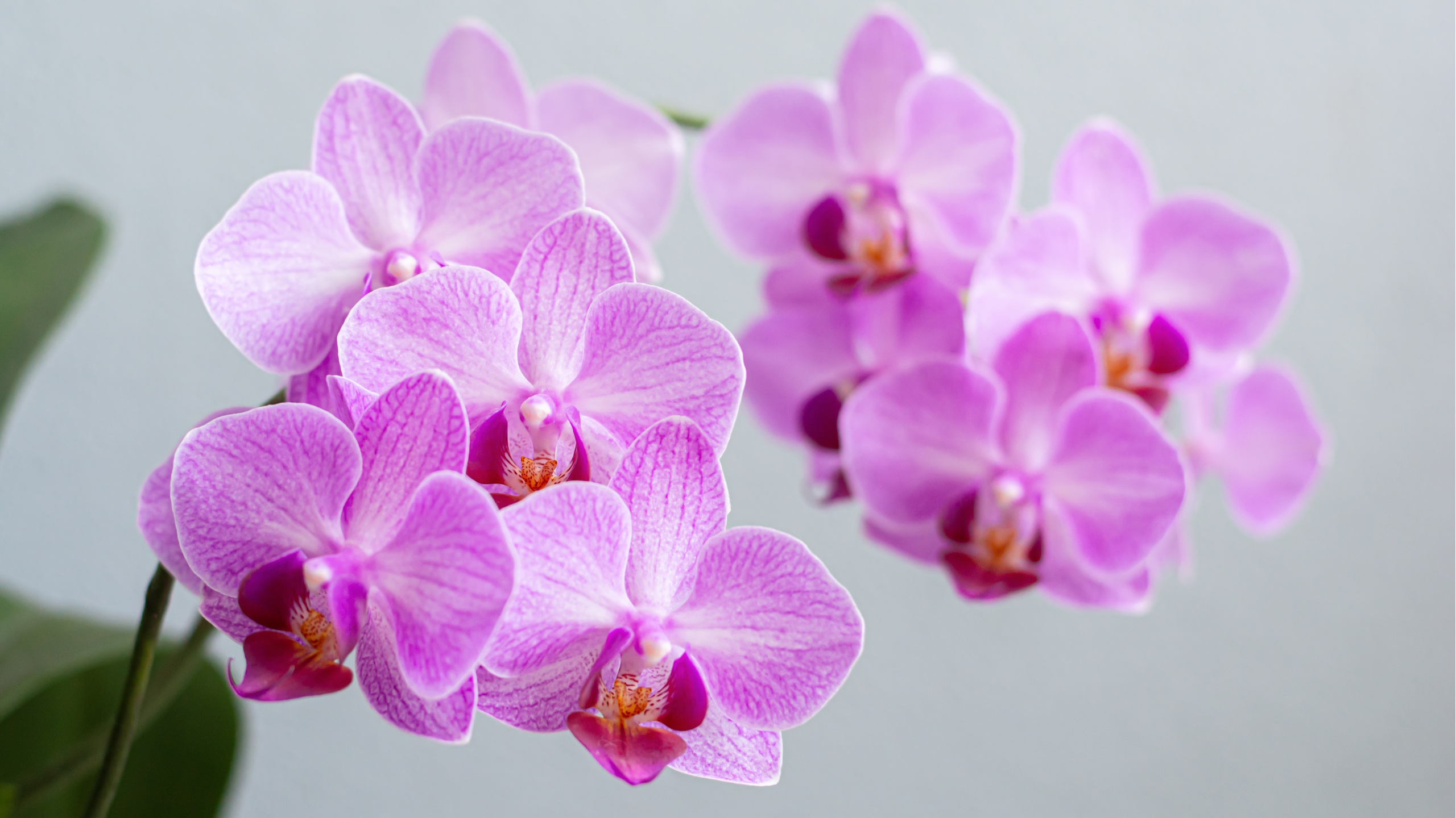 Pink moth orchid in bloom