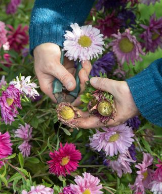 person deadheading asters to collect the seeds to sow the following year