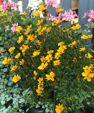 Engelmann's daisies in a border